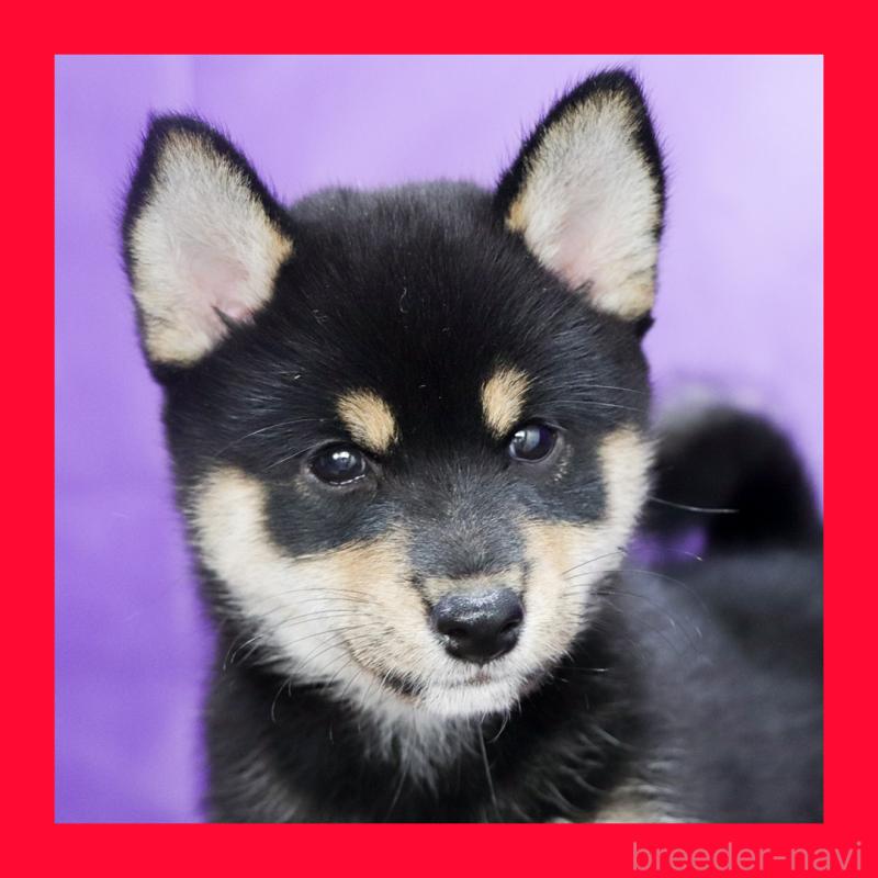 販売中の愛知県の柴犬-407173の1枚目