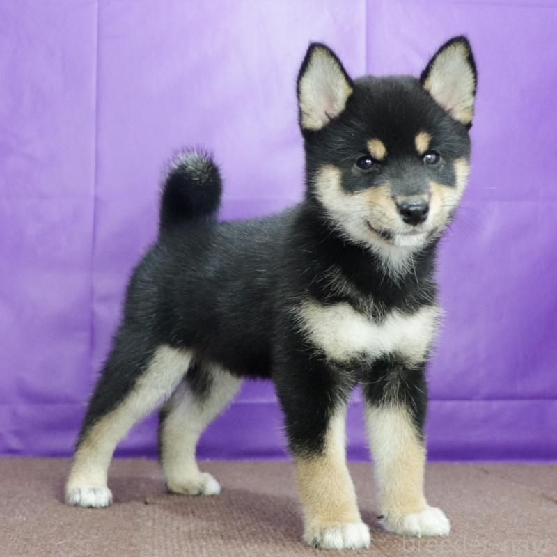 販売中の愛知県の柴犬-407173の3枚目