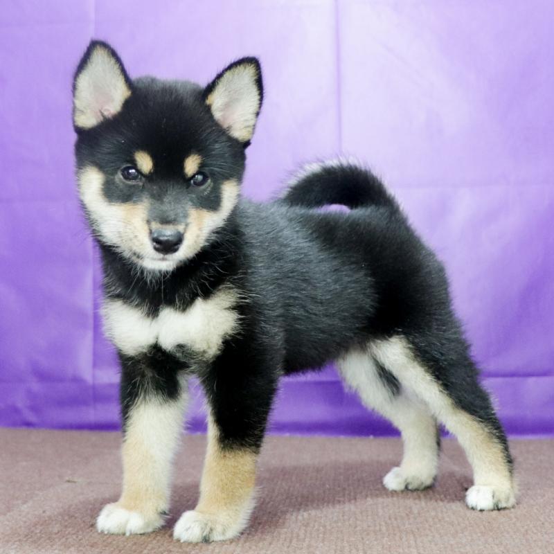 販売中の愛知県の柴犬-407173の2枚目