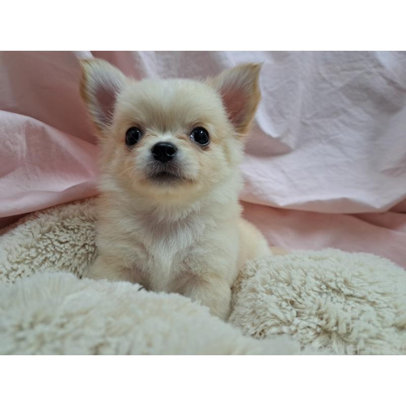 成約済の愛知県のチワワ(ロングコート)-411875の5枚目