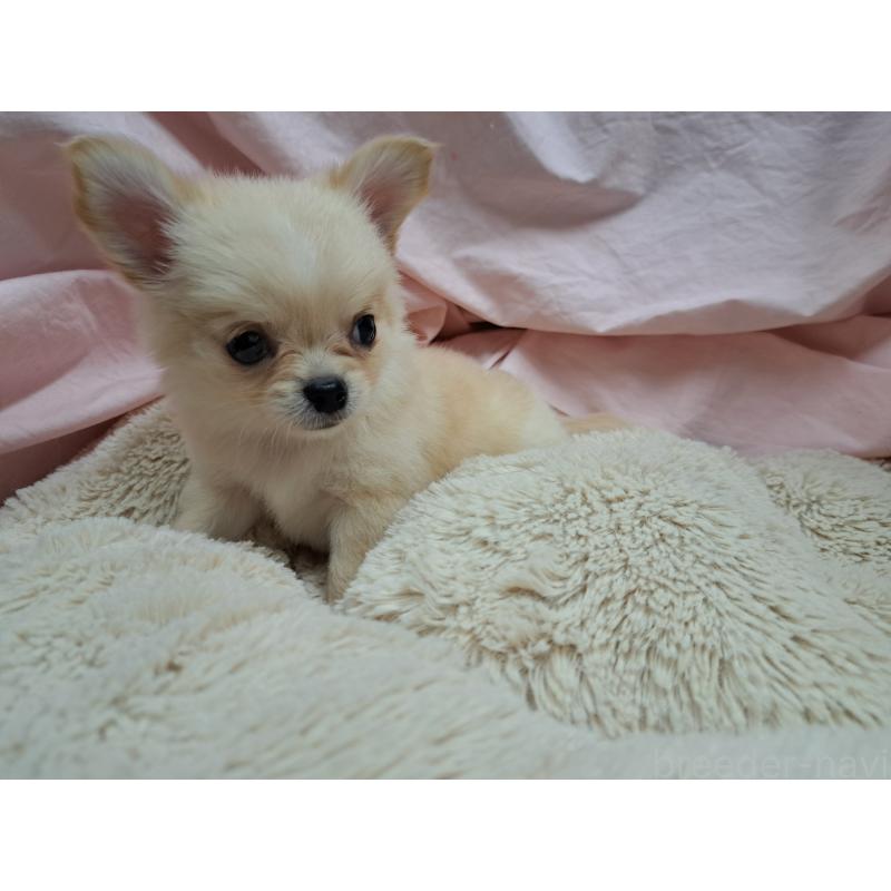 成約済の愛知県のチワワ(ロングコート)-411875の4枚目