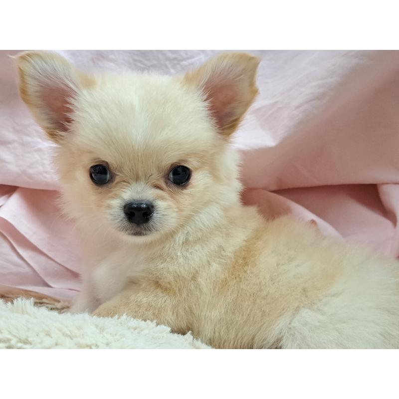 成約済の愛知県のチワワ(ロングコート)-411875の3枚目