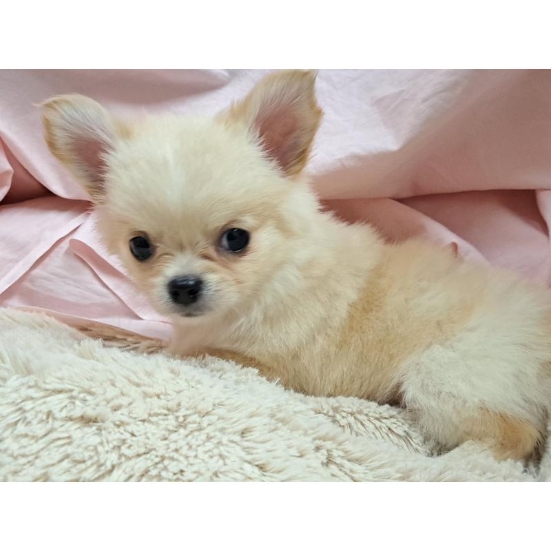 成約済の愛知県のチワワ(ロングコート)-411875の2枚目