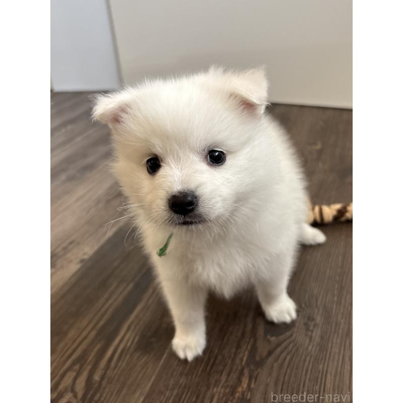 成約済の千葉県の日本スピッツ-413251の2枚目