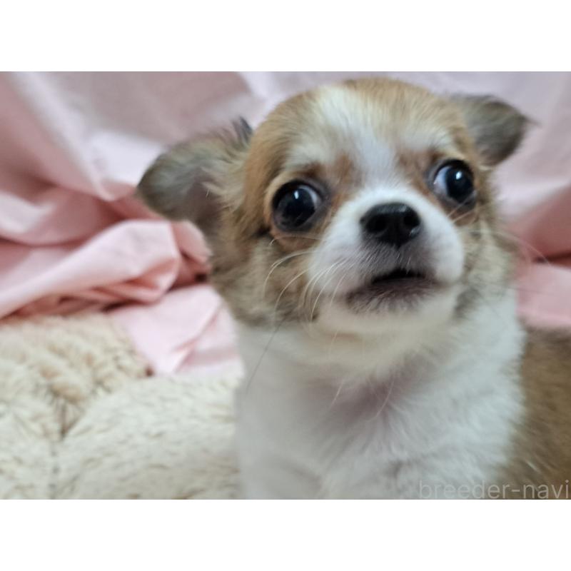 販売中の愛知県のチワワ(ロングコート)-407020の4枚目