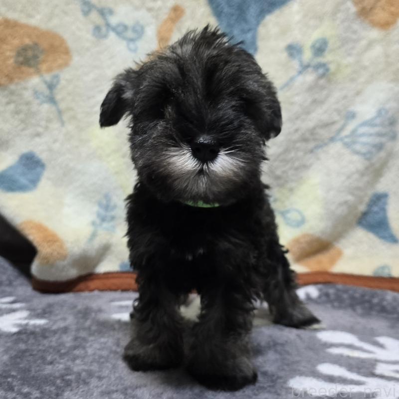 成約済の岡山県のミニチュアシュナウザー-410242の4枚目