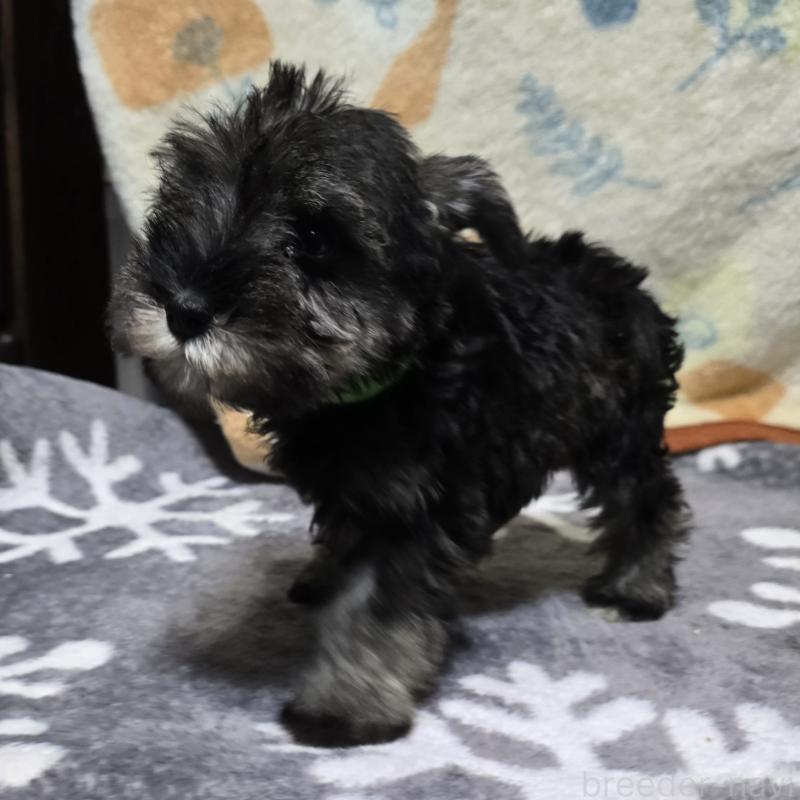 成約済の岡山県のミニチュアシュナウザー-410242の3枚目