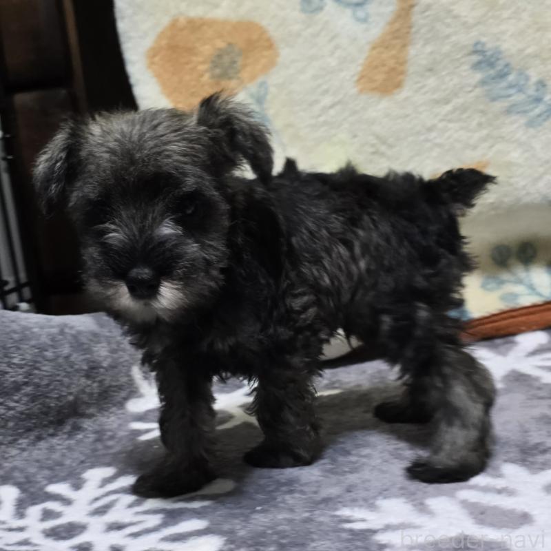 成約済の岡山県のミニチュアシュナウザー-410243の2枚目