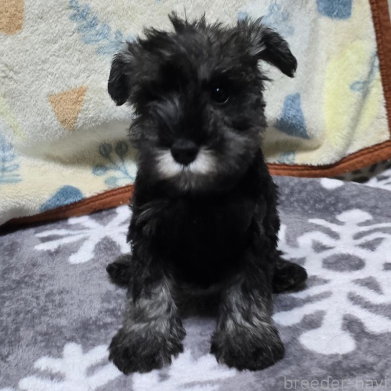 成約済の岡山県のミニチュアシュナウザー-410244の4枚目