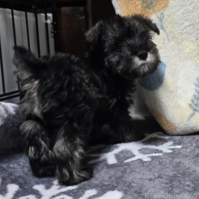 成約済の岡山県のミニチュアシュナウザー-410244の3枚目