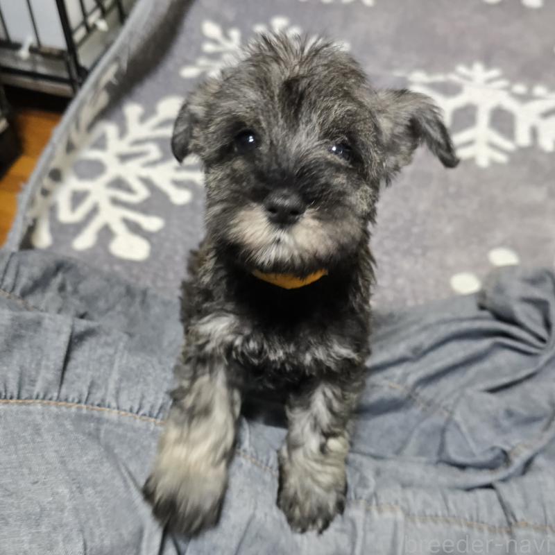 成約済の岡山県のミニチュアシュナウザー-410246の1枚目