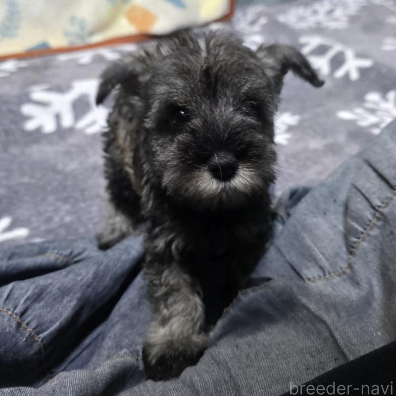 成約済の岡山県のミニチュアシュナウザー-410246の2枚目