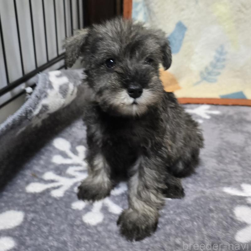 販売中の岡山県のミニチュアシュナウザー-410247の5枚目