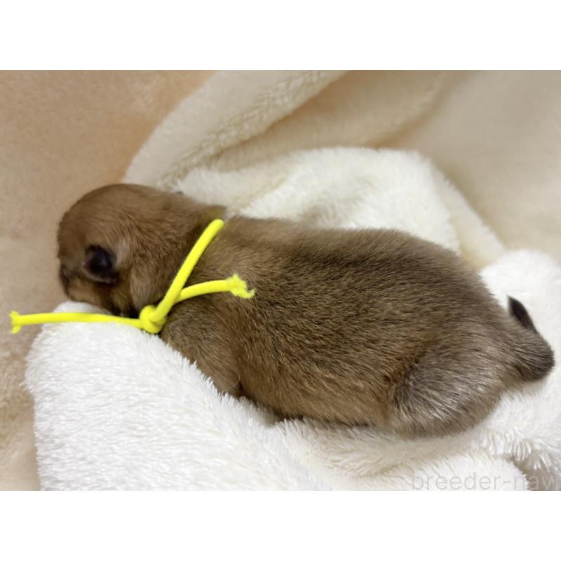 販売中の千葉県のポメラニアン-416623の14枚目