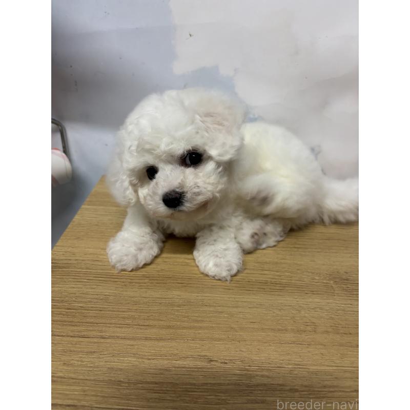 販売中の愛知県のビションフリーゼ-416381の5枚目