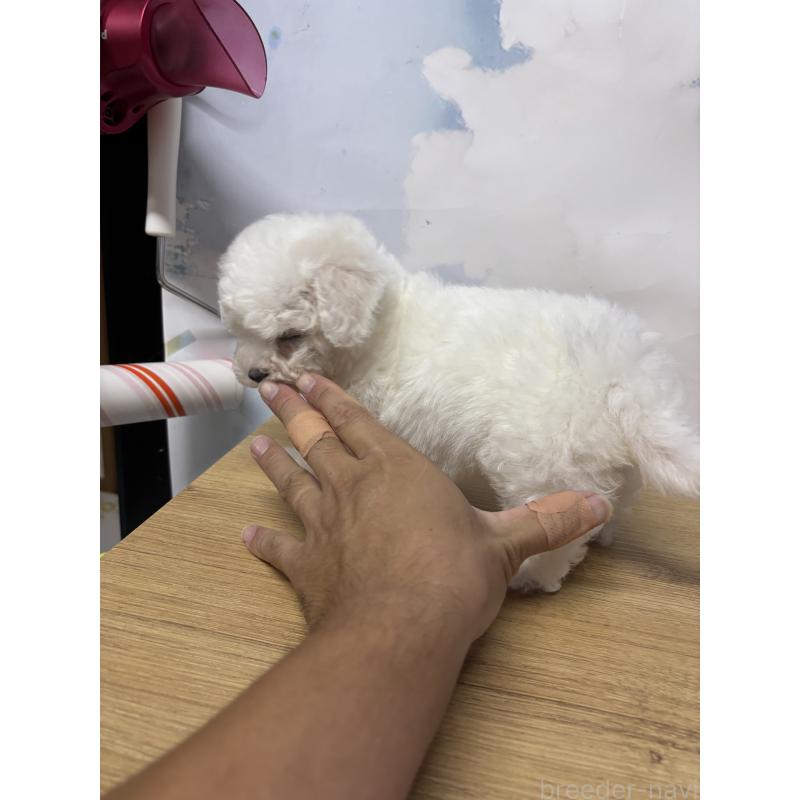 販売中の愛知県のビションフリーゼ-416381の4枚目