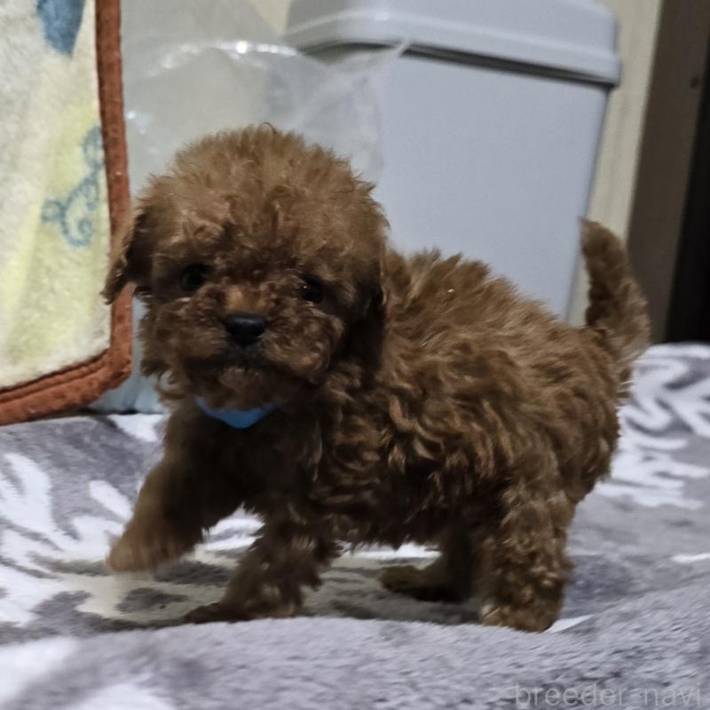 成約済の岡山県のトイプードル-411589の5枚目