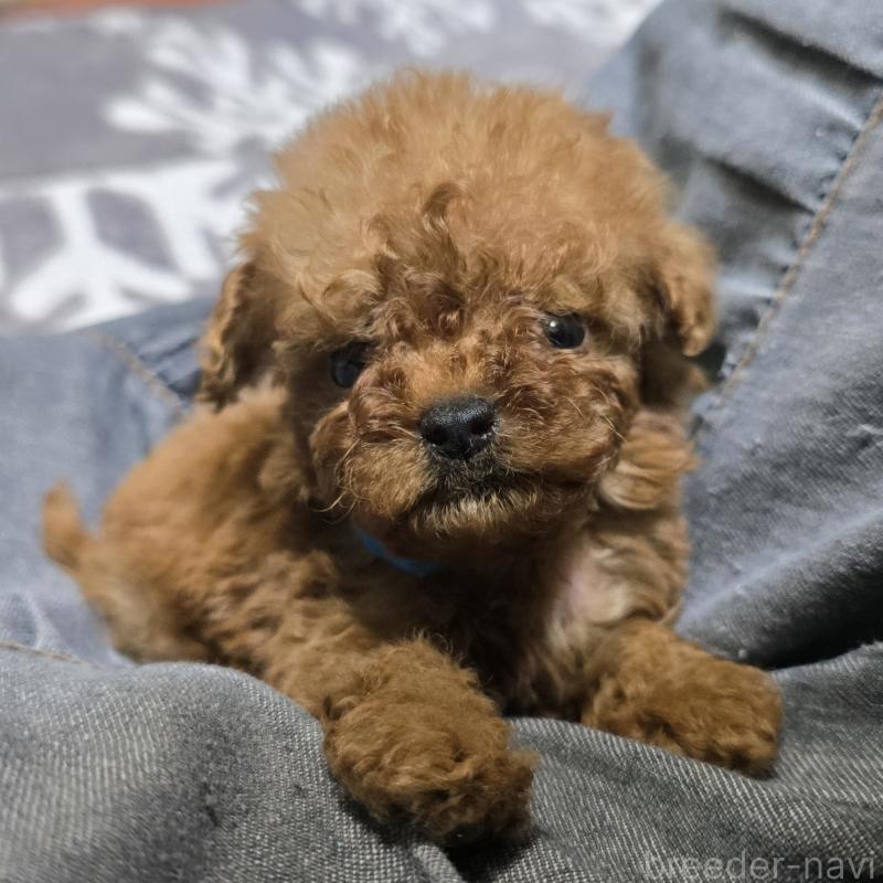 成約済の岡山県のトイプードル-411589の4枚目