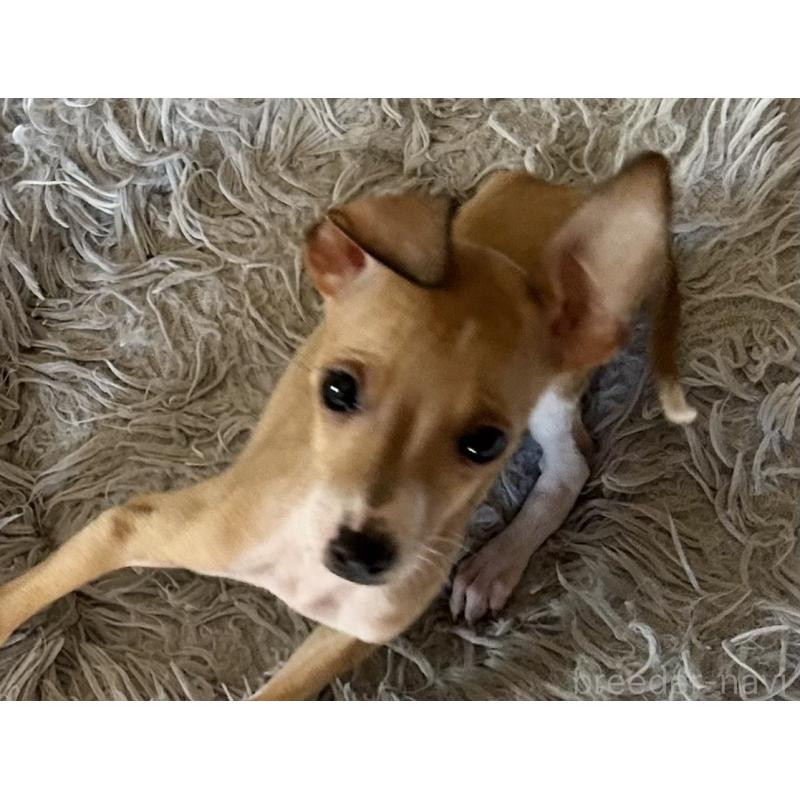 販売中の北海道のイタリアングレーハウンド(イタグレ)-413832の8枚目