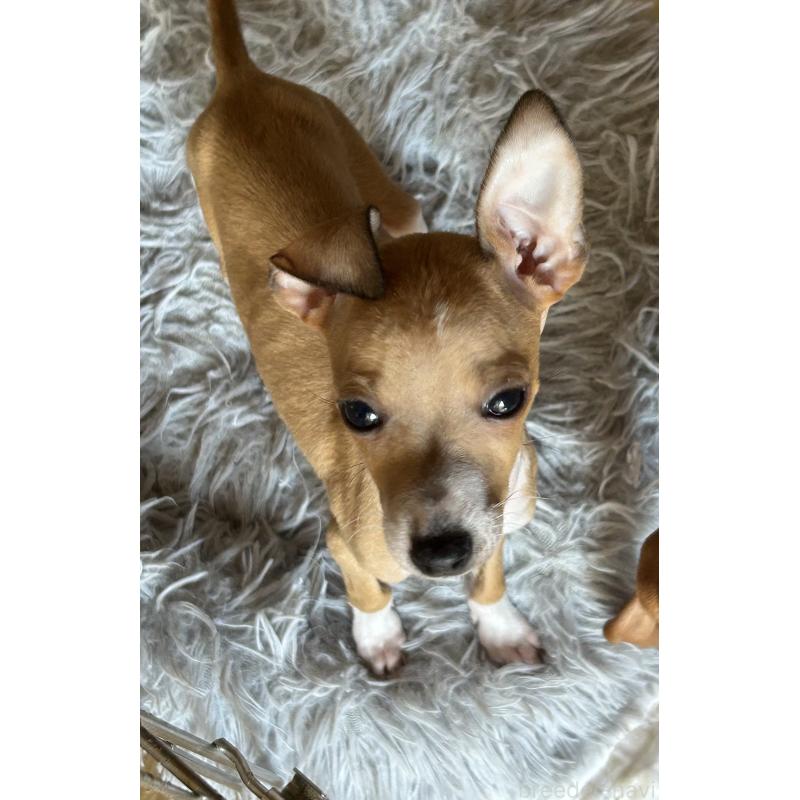 販売中の北海道のイタリアングレーハウンド(イタグレ)-413832の7枚目