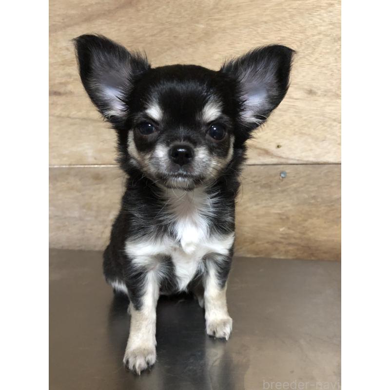 成約済の兵庫県のチワワ(ロングコート)-413796の1枚目