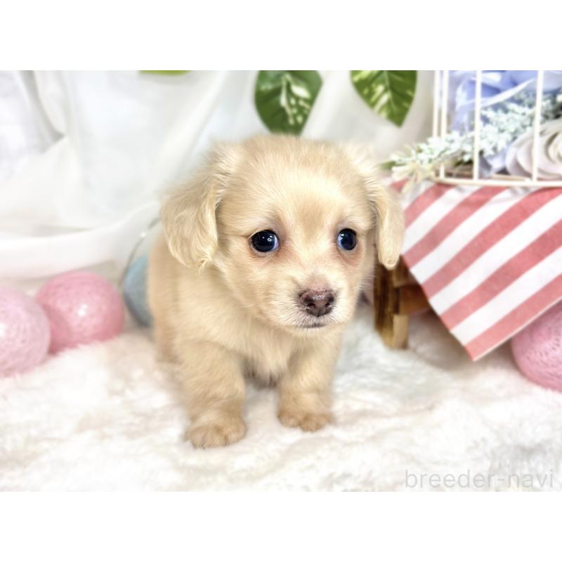 販売中の滋賀県のチワックス:チワワ×ミニチュアダックスフンド-416259の4枚目