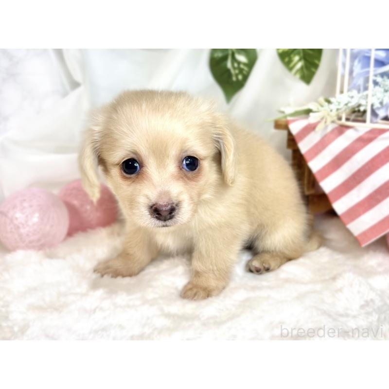 販売中の滋賀県のチワックス:チワワ×ミニチュアダックスフンド-416259の2枚目