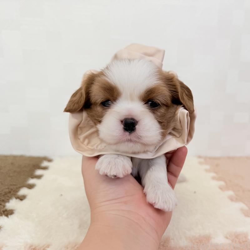 販売中の埼玉県のキャバリアキングチャールズスパニエル-416390の2枚目