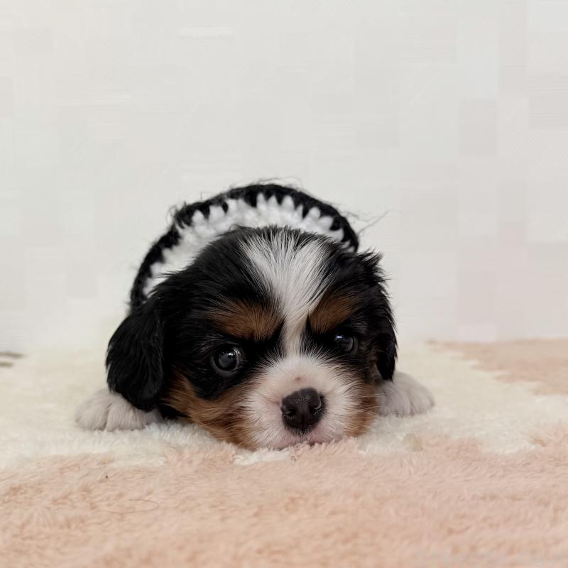 成約済の埼玉県のキャバリアキングチャールズスパニエル-414882の1枚目