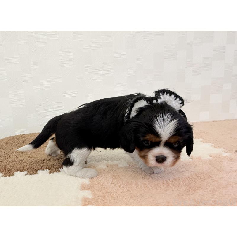 成約済の埼玉県のキャバリアキングチャールズスパニエル-414882の5枚目