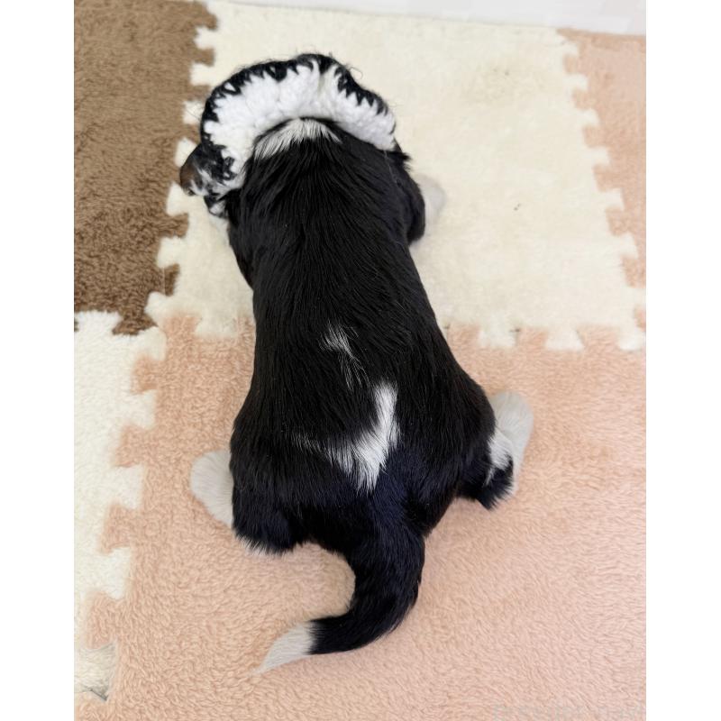 成約済の埼玉県のキャバリアキングチャールズスパニエル-414882の4枚目