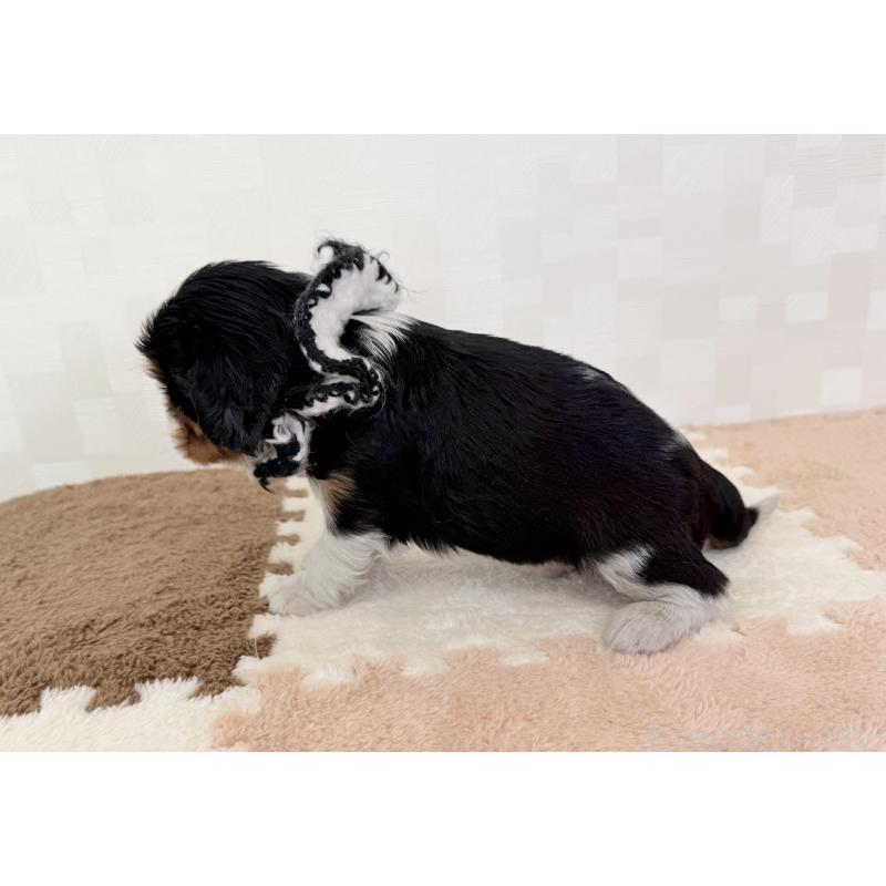 成約済の埼玉県のキャバリアキングチャールズスパニエル-414882の3枚目