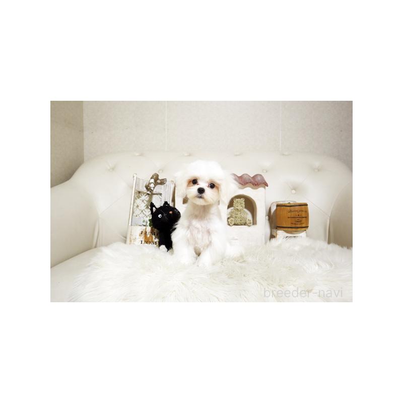 成約済の佐賀県のマルチーズ-401460の4枚目