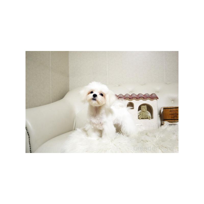 成約済の佐賀県のマルチーズ-401460の2枚目