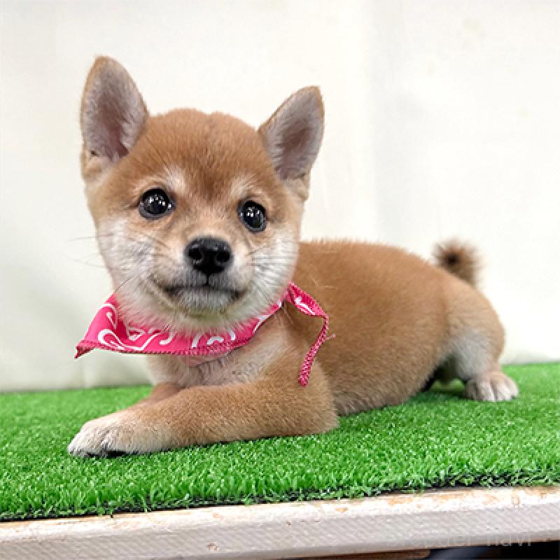 成約済の神奈川県の豆柴-413295の1枚目