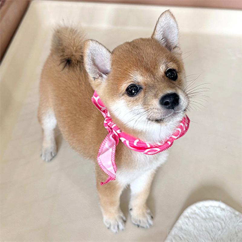 成約済の神奈川県の豆柴-413295の4枚目