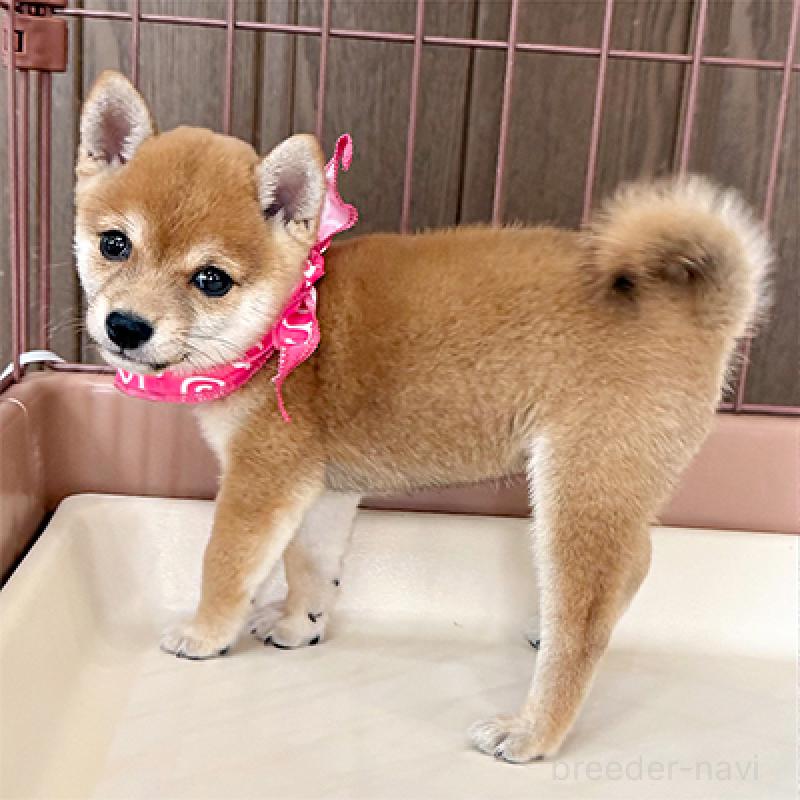 成約済の神奈川県の豆柴-413295の3枚目