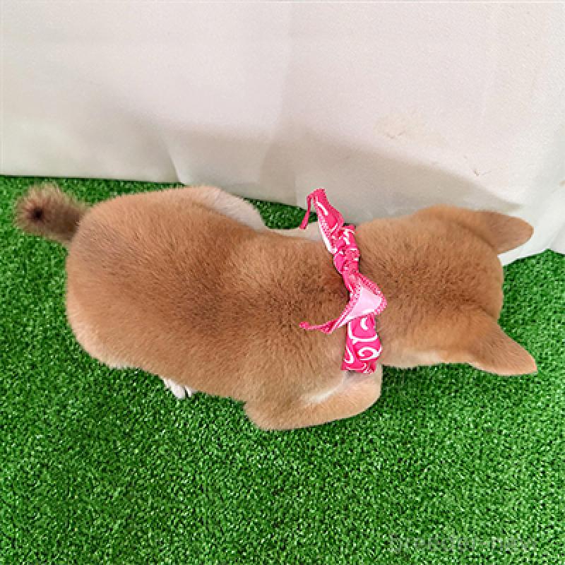 成約済の神奈川県の豆柴-413295の2枚目