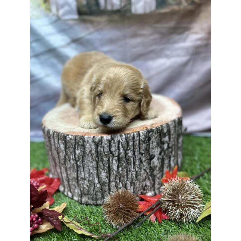 販売中の北海道のゴールデンドゥードル:ゴールデンレトリーバー×プードル-414990の15枚目