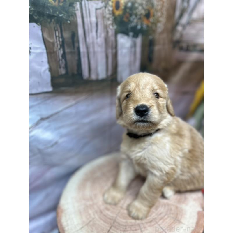 販売中の北海道のゴールデンドゥードル:ゴールデンレトリーバー×プードル-414990の14枚目