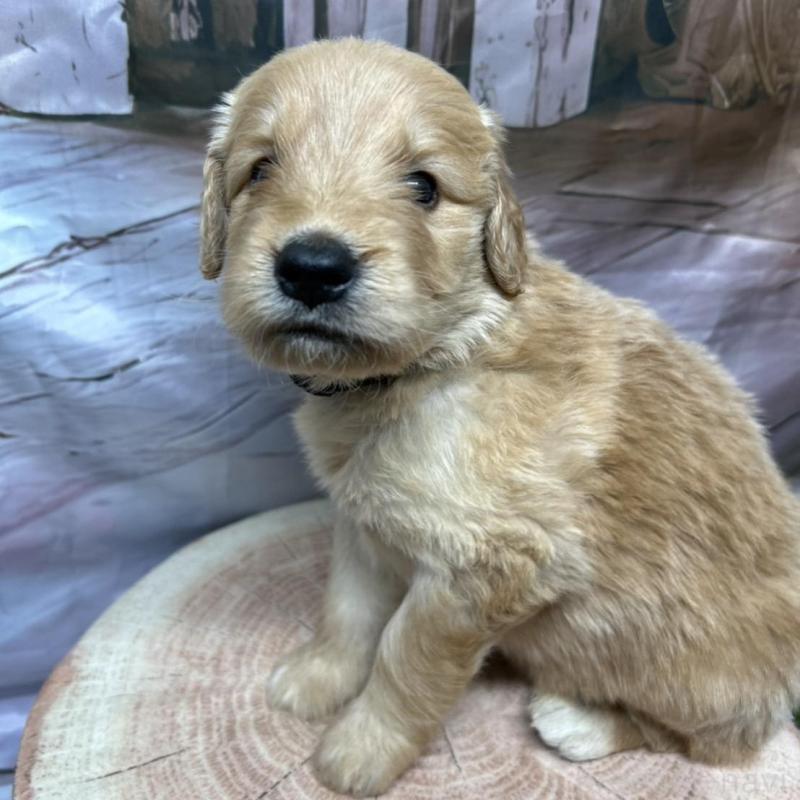 販売中の北海道のゴールデンドゥードル:ゴールデンレトリーバー×プードル-414990の13枚目