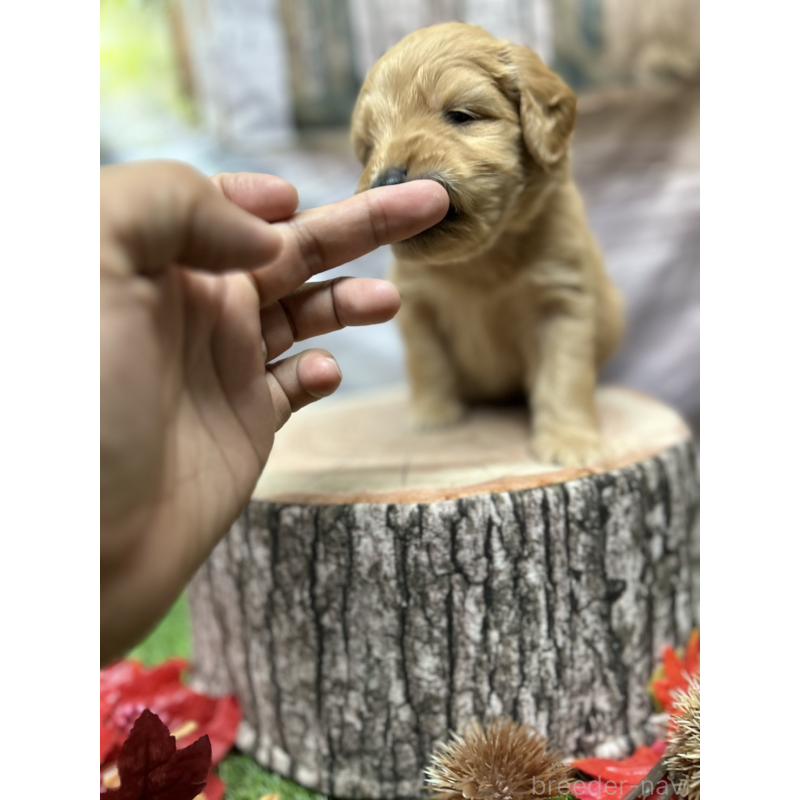 成約済の北海道のゴールデンドゥードル:ゴールデンレトリーバー×プードル-414988の12枚目