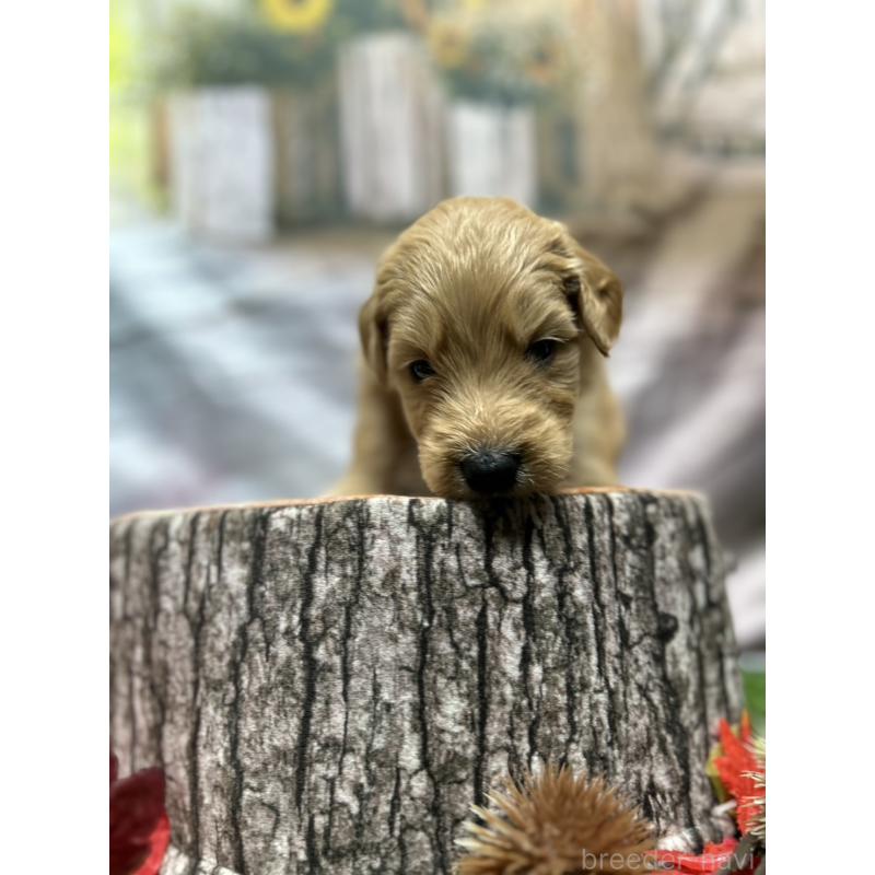 成約済の北海道のゴールデンドゥードル:ゴールデンレトリーバー×プードル-414988の11枚目