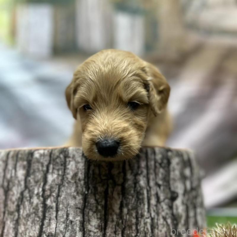 成約済の北海道のゴールデンドゥードル:ゴールデンレトリーバー×プードル-414988の10枚目