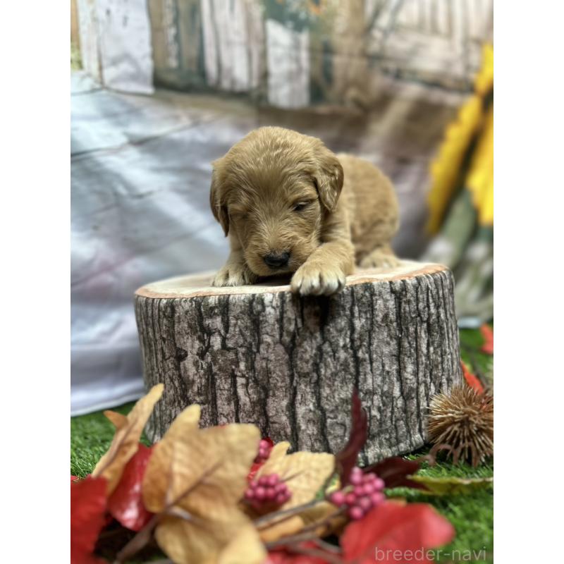 販売中の北海道のゴールデンドゥードル:ゴールデンレトリーバー×プードル-413985の20枚目