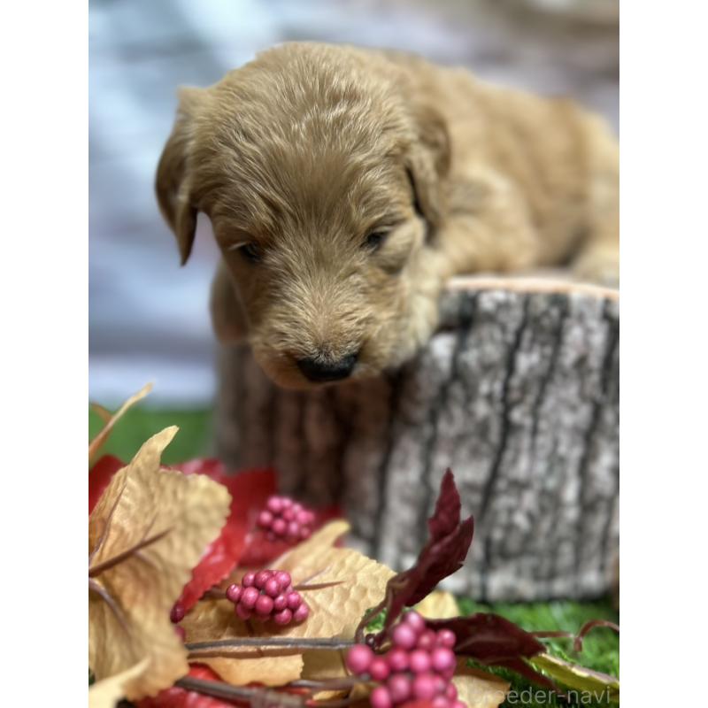 販売中の北海道のゴールデンドゥードル:ゴールデンレトリーバー×プードル-413985の19枚目