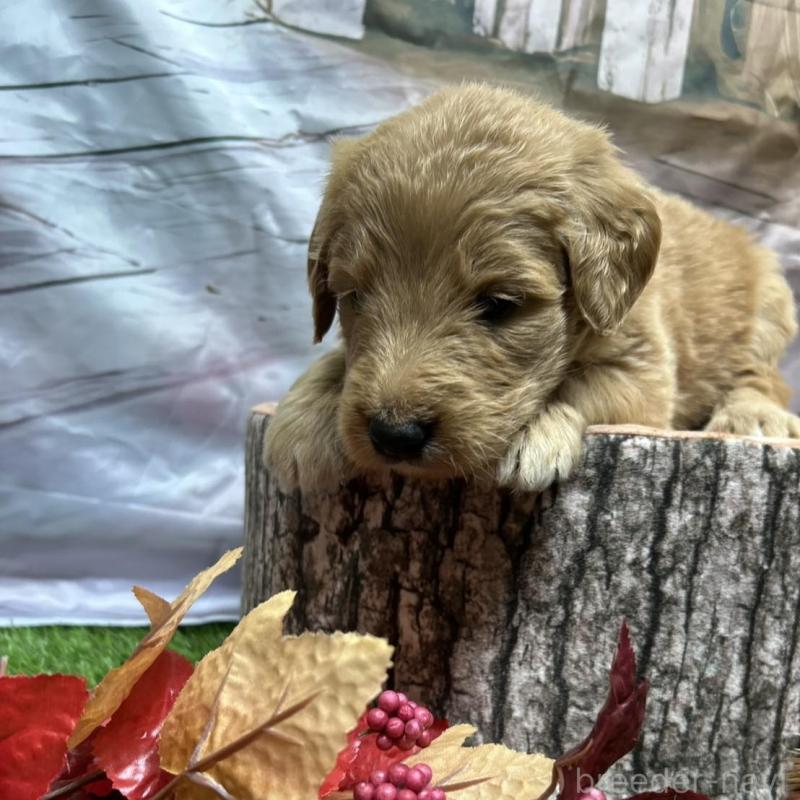 販売中の北海道のゴールデンドゥードル:ゴールデンレトリーバー×プードル-413985の18枚目