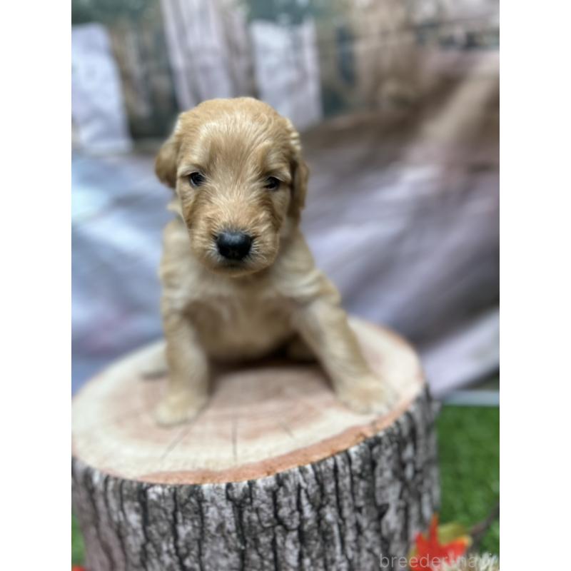 販売中の北海道のゴールデンドゥードル:ゴールデンレトリーバー×プードル-413981の18枚目