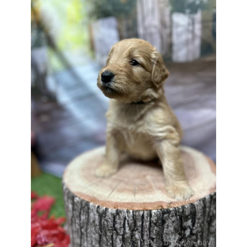 販売中の北海道のゴールデンドゥードル:ゴールデンレトリーバー×プードル-413981の17枚目