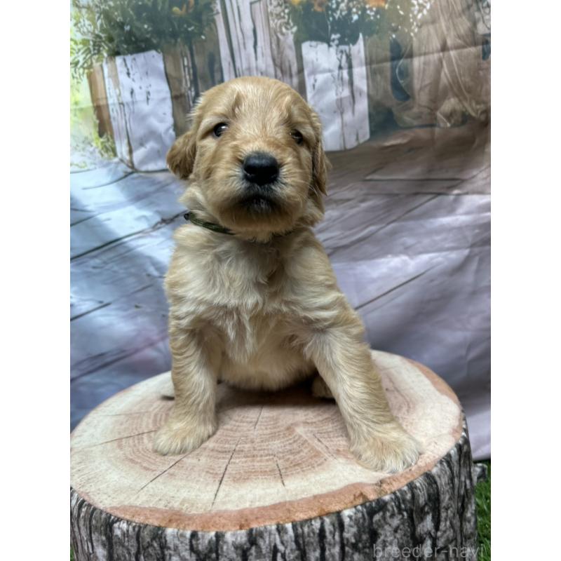 販売中の北海道のゴールデンドゥードル:ゴールデンレトリーバー×プードル-413981の16枚目